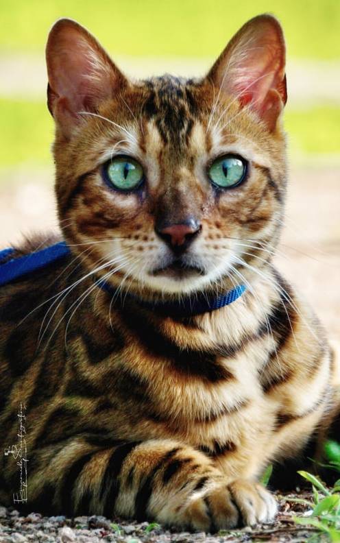 Gatto nebuloso al Parco degli Aironi