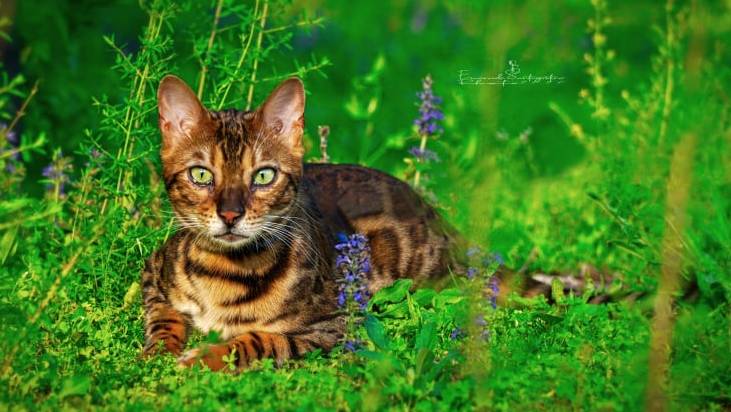 Gatto nebuloso al Parco degli Aironi