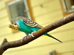 pappagallo