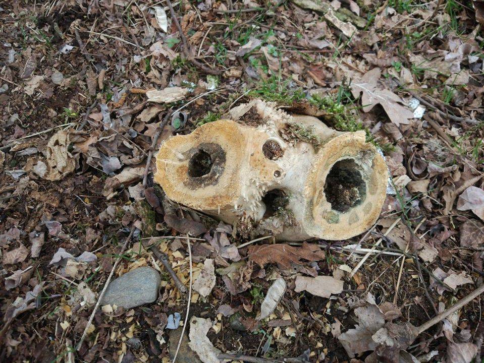 volti in natura - sfida foto Parco Lura