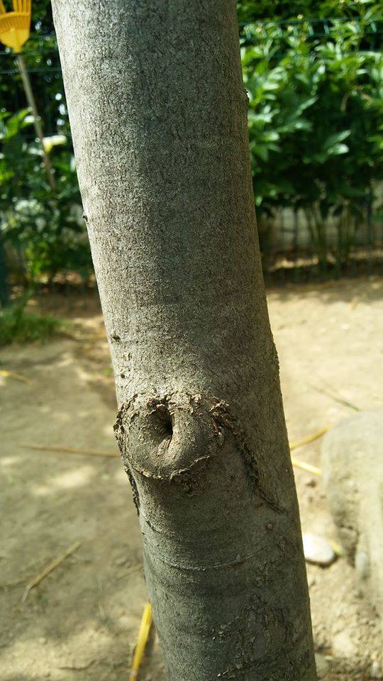 volti in natura - sfida foto Parco Lura