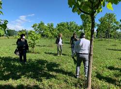 paulownia busto arsizio tallarida laura rogora