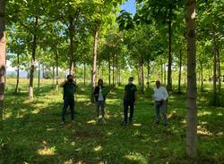 paulownia busto arsizio tallarida laura rogora