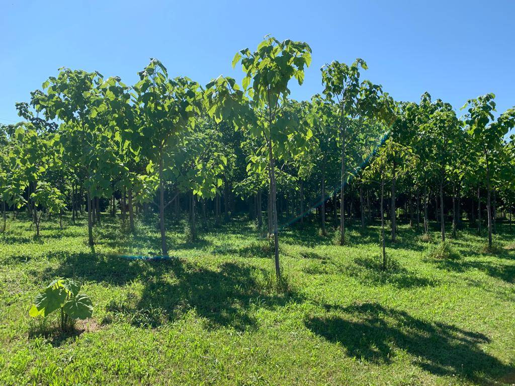 paulownia busto arsizio tallarida laura rogora