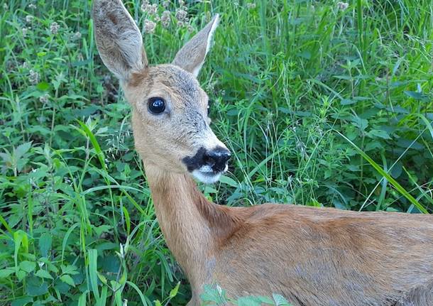 soccorso capriolo