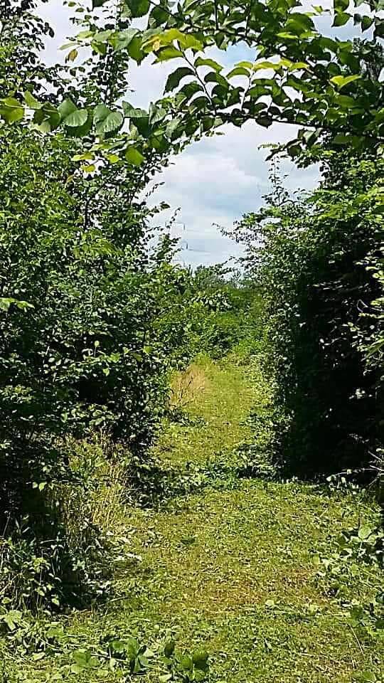 Taglio di erba e rovi al Parco dei Mughetti