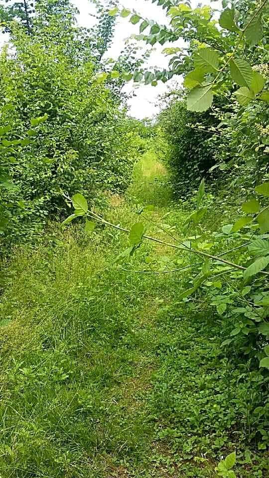 Taglio di erba e rovi al Parco dei Mughetti