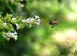 api al parco del roccolo