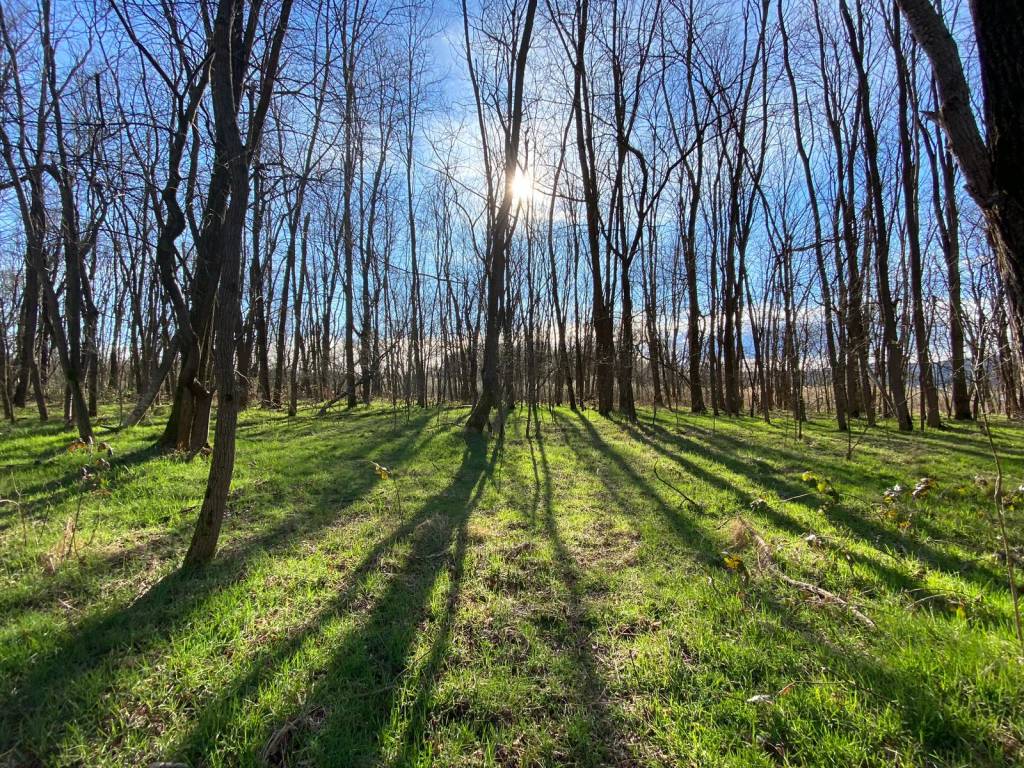 bosco, natura, foto riccardo geronico