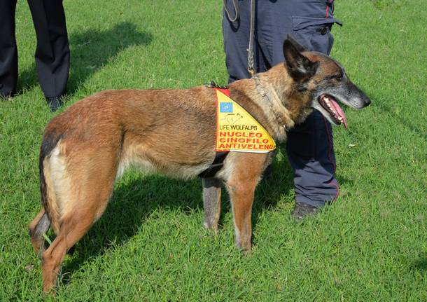 Ancora in azione “Puma“, il cane antiveleno