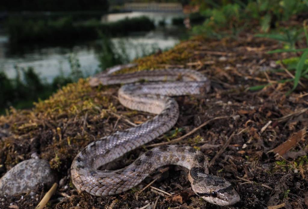 colubride di riccioli serpente 