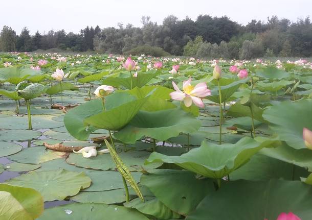 All’Isolino Virginia lo spettacolo dei fiori di loto