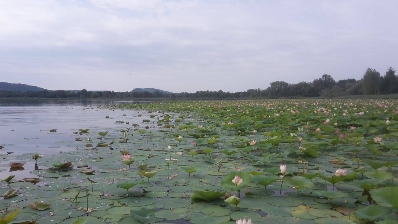 All'Isolino Virginia lo spettacolo dei fiori di loto