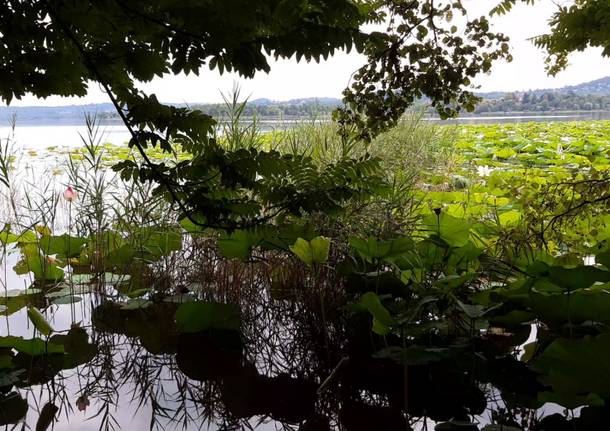 Fior di Loto sul lago di Varese, lo spettacolo della fioritura