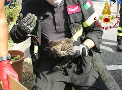 Settimo Milanese - Vigili del fuoco al lavoro per un gatto nel vano motore