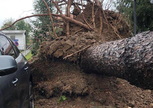 albero ospedale tradate