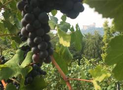 Angera, Rocca e Vigneti 