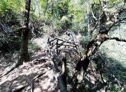 Api e vespe alla cascata di Ferrera