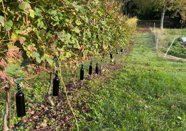 Casciago - Vendemmia alla tenuta Cassiciacum