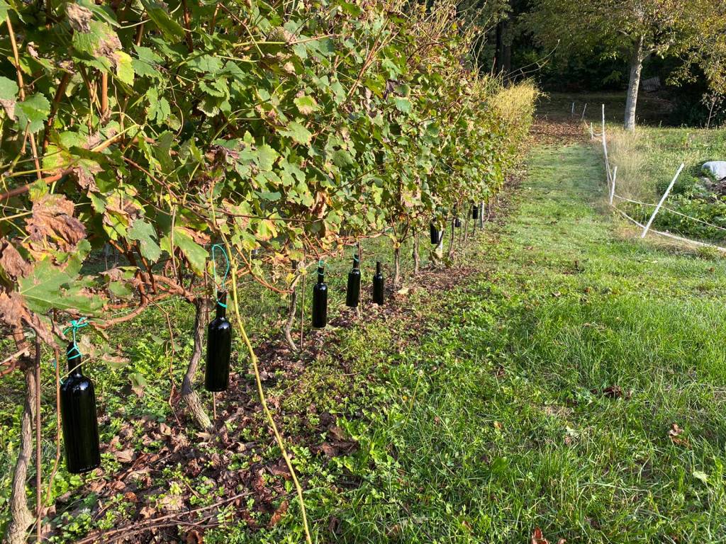 Casciago - Vendemmia alla tenuta Cassiciacum