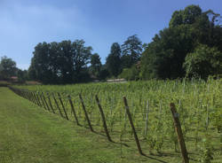 Casciago - Vendemmia alla tenuta Cassiciacum