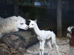 Ibis e cuccioli di tapiro e alpaca alle cornelle