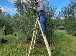 L'abbondante raccolta dell'olio di sant'Imerio