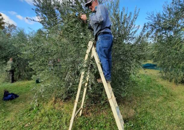 L'abbondante raccolta dell'olio di sant'Imerio