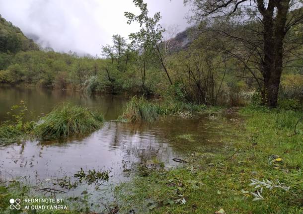 Alberi abbattuti nei boschi di Brinzio