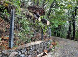 Maltempo: Alberi caduti al Campo dei Fiori