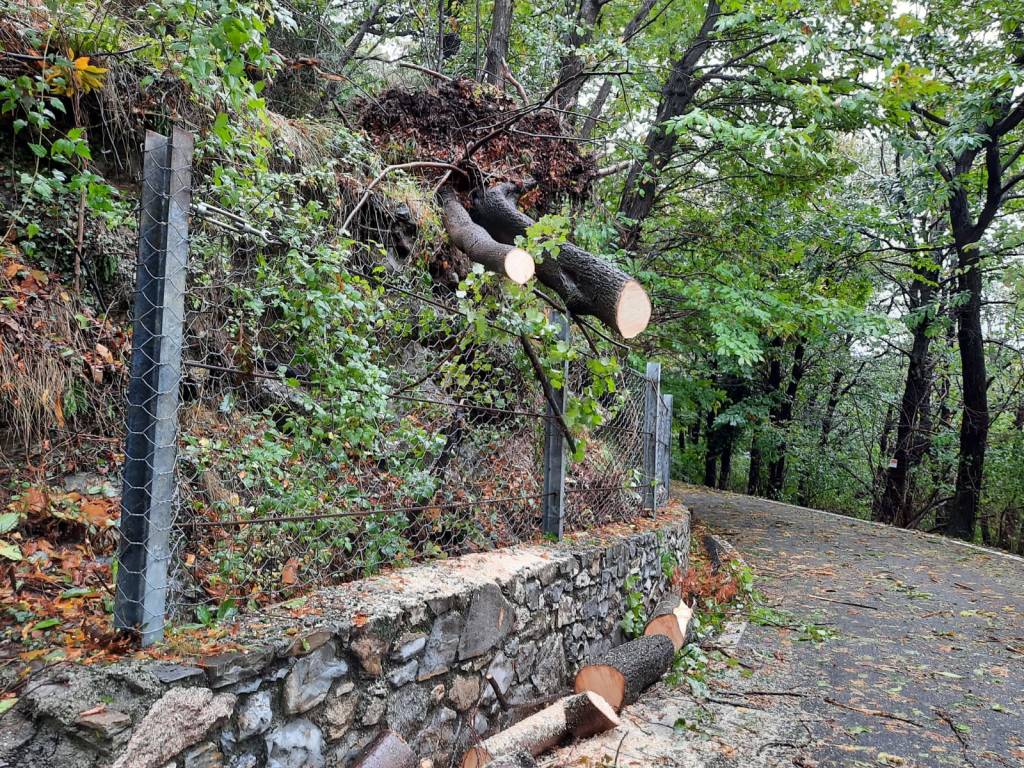 Maltempo: Alberi caduti al Campo dei Fiori