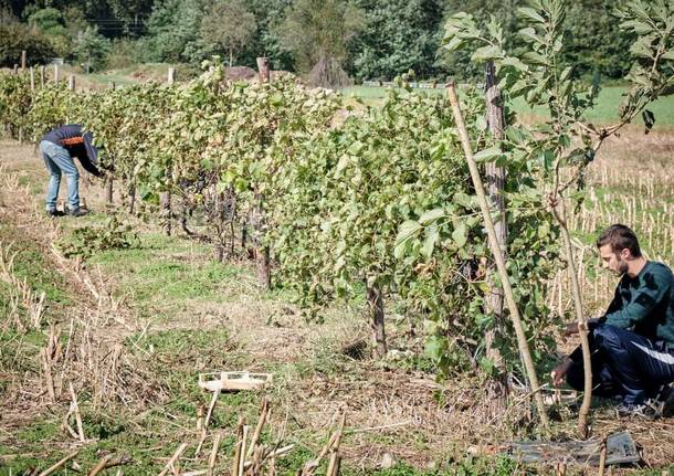 vendemmia gorla maggiore 