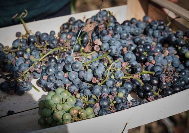 vendemmia gorla maggiore 