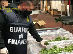 Como, 500 piante di marijuana sequestrate