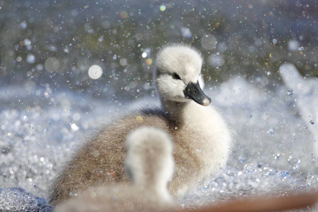 cucciolo cigno - riccardo lattuada