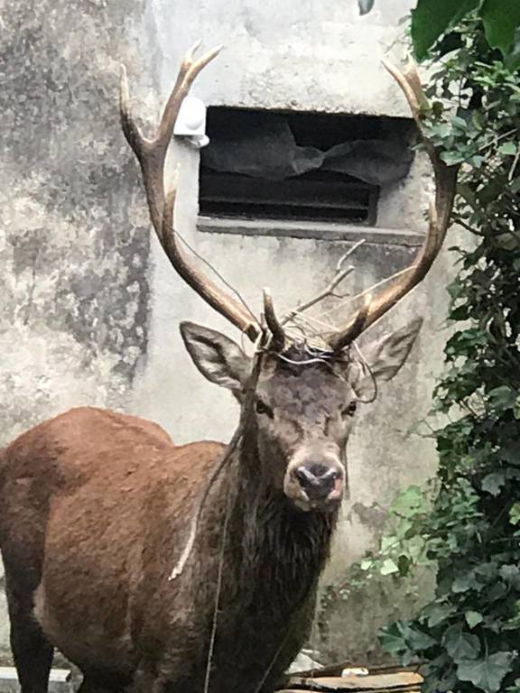 Viggiù - Un cervo in giardino