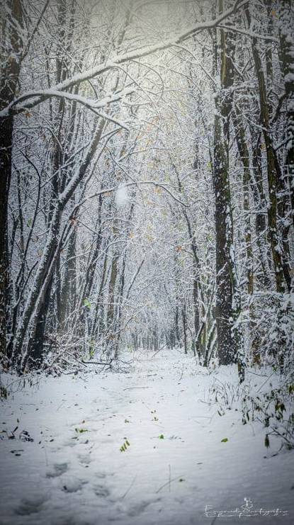 Gerenzano, il Parco degli Aironi sotto la neve