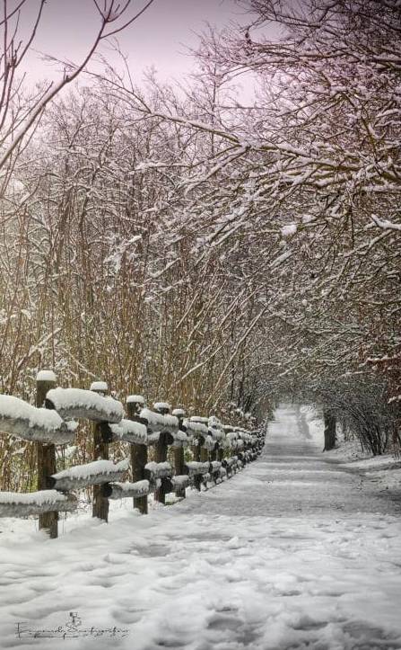 Gerenzano, il Parco degli Aironi sotto la neve