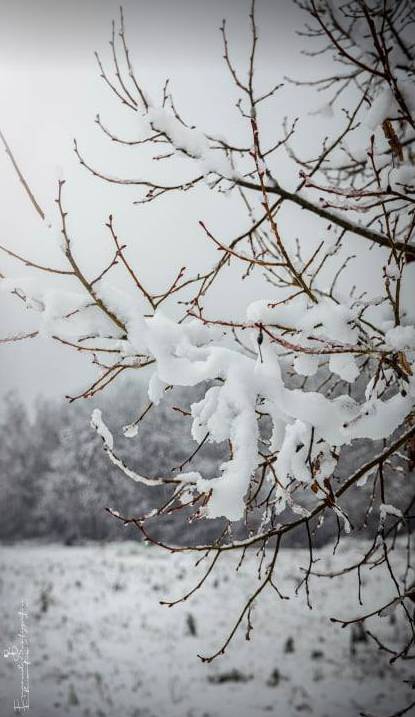 Gerenzano, il Parco degli Aironi sotto la neve