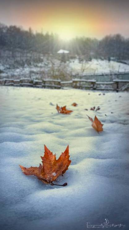 Gerenzano, il Parco degli Aironi sotto la neve