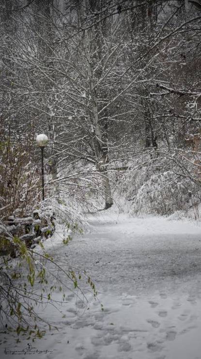 Gerenzano, il Parco degli Aironi sotto la neve