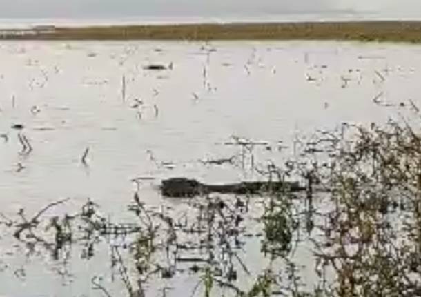 Nutria nel Lago di Varese