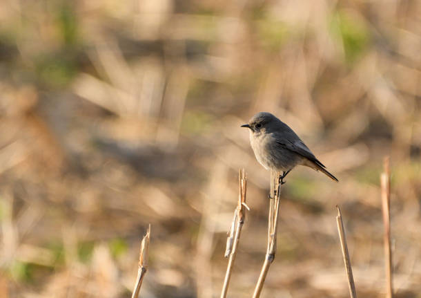 Fauna del Fontanile di San Giacomo, Parco dei Mughetti 