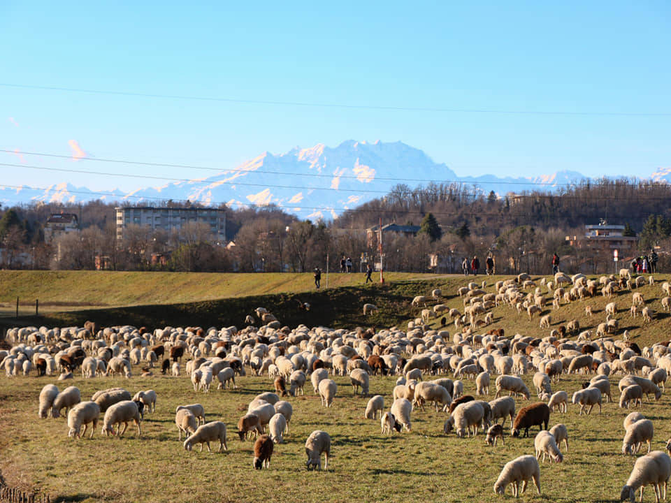 gregge Gallarate Cassano Magnago