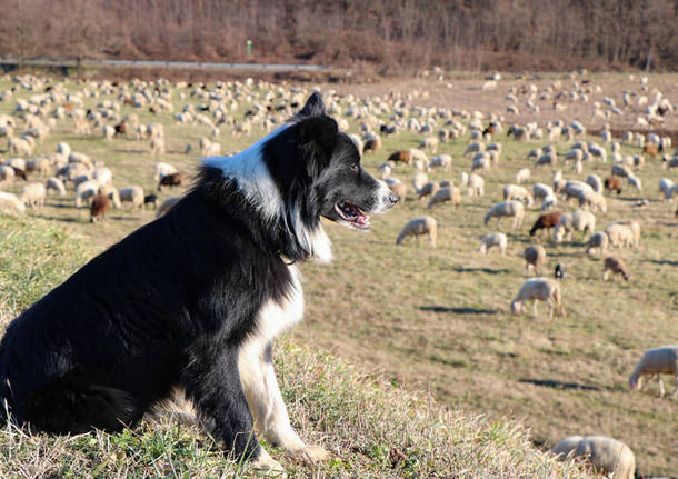 Il gregge nel “parco dell’Arno” vicino a Gallarate