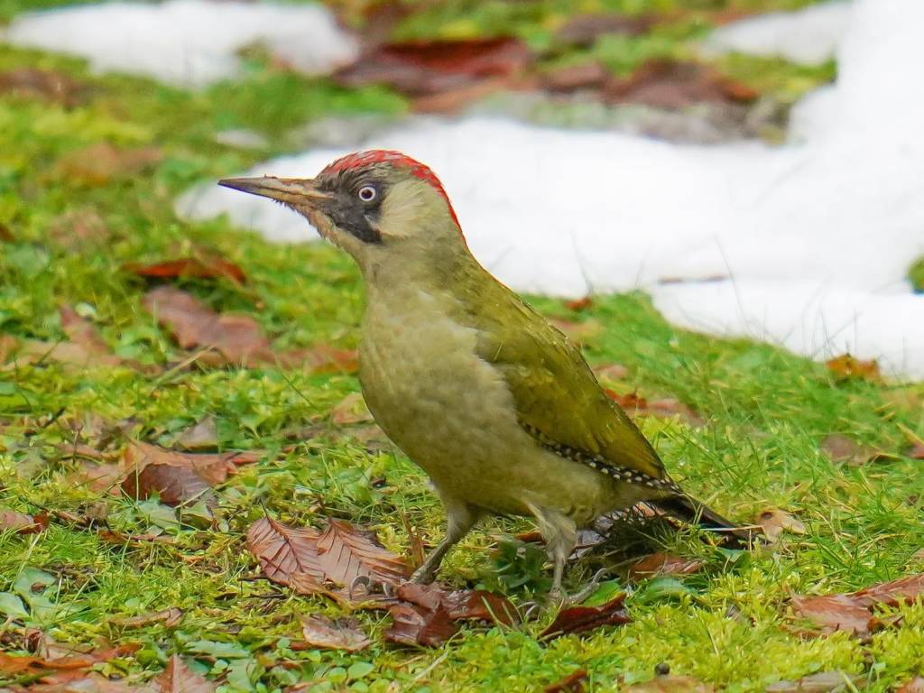 Picchio verde Mario Monfrini 