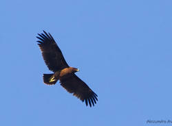 aquila anatraia