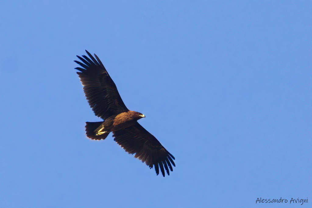 aquila anatraia