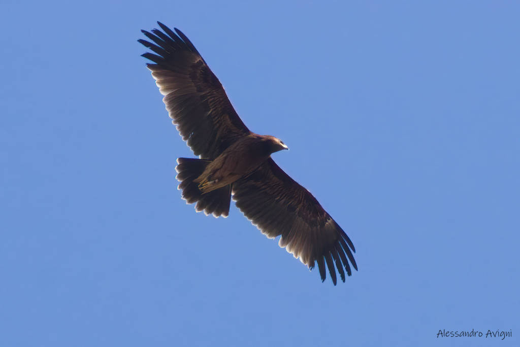 aquila anatraia