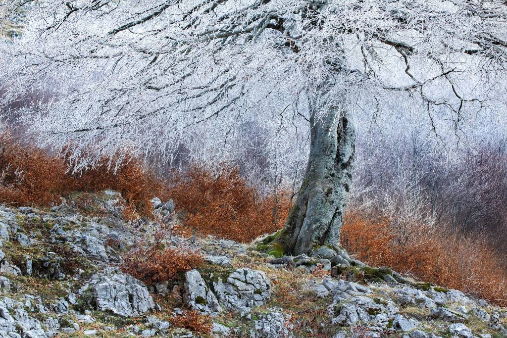 Fotografare il parco, i vincitori